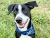 adoptable Dog in  named HUNTER