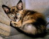 adoptable Cat in pueblo, CO named SPARKLES