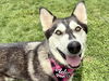 adoptable Dog in pueblo, CO named LUCY