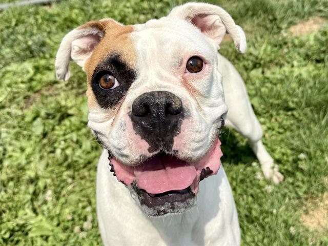 adoptable Dog in Pueblo, CO named LAYLA