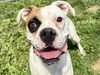 adoptable Dog in  named LAYLA