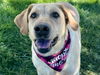adoptable Dog in Pueblo, CO named HAILEY