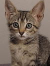 adoptable Cat in pueblo, CO named PEBBLES