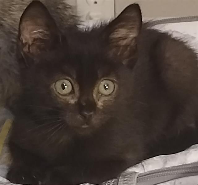 adoptable Cat in Pueblo, CO named WILLOW