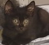 adoptable Cat in pueblo, CO named WILLOW
