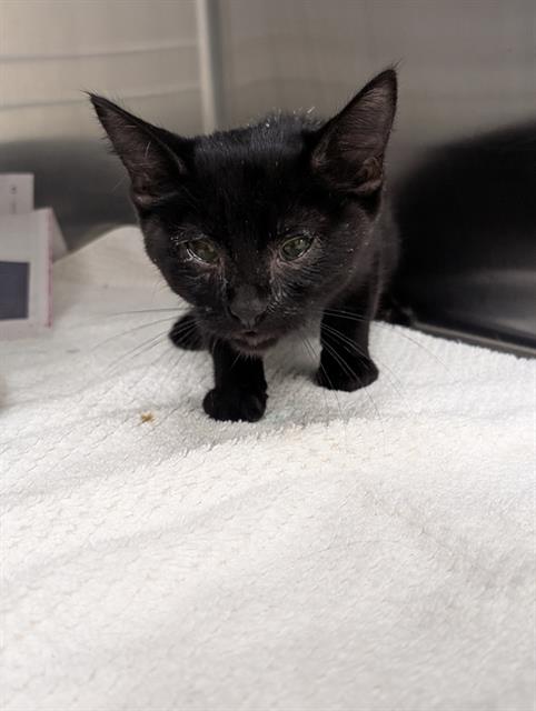 adoptable Cat in Pueblo, CO named MIDNIGHT