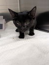 adoptable Cat in pueblo, CO named MIDNIGHT