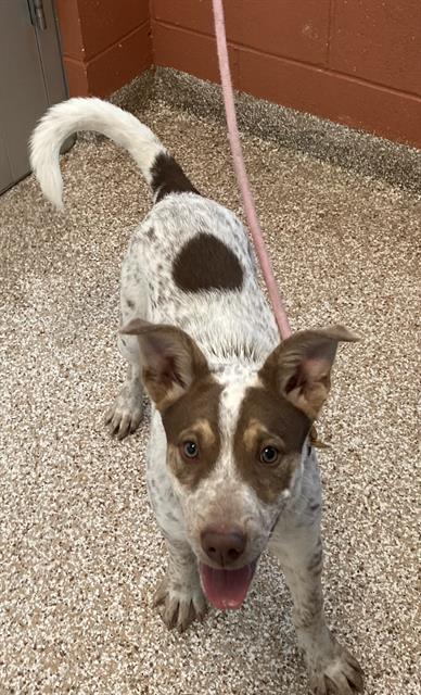 adoptable Dog in Pueblo, CO named BRYCE