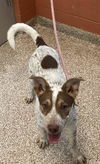 adoptable Dog in  named BRYCE