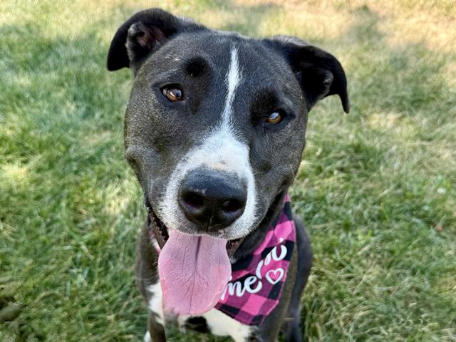 adoptable Dog in Pueblo, CO named SONATINA