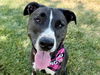 adoptable Dog in  named SONATINA