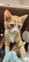 adoptable Cat in , CO named RUST