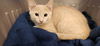 adoptable Cat in , CO named TABASCO