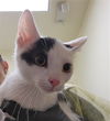 adoptable Cat in , CO named JALAPENO