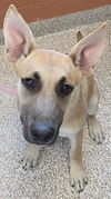 adoptable Dog in , CO named FOXY