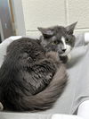 adoptable Cat in , CO named BILL
