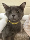 adoptable Cat in , CO named MAIDEN