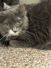 adoptable Cat in , CO named LOVER