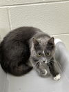 adoptable Cat in , CO named HANK