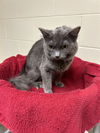 adoptable Cat in , CO named HUNTRESS