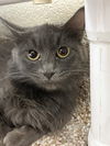 adoptable Cat in , CO named WISE WOMAN