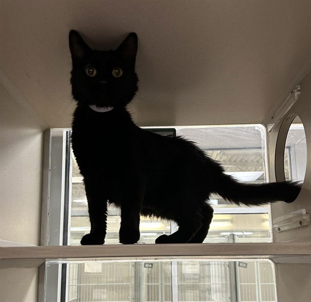 adoptable Cat in Pueblo, CO named GEORGIE