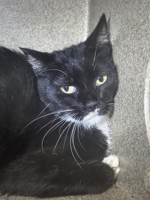 adoptable Cat in Pueblo, CO named BURGER IN THE BARN