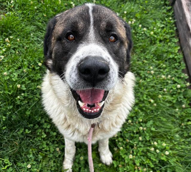 adoptable Dog in Pueblo, CO named CHARLY
