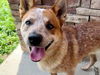 adoptable Dog in  named RORY