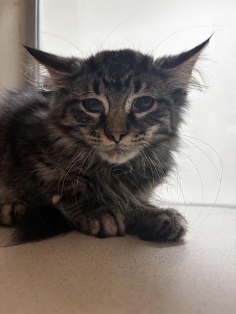 adoptable Cat in Pueblo, CO named DORSET