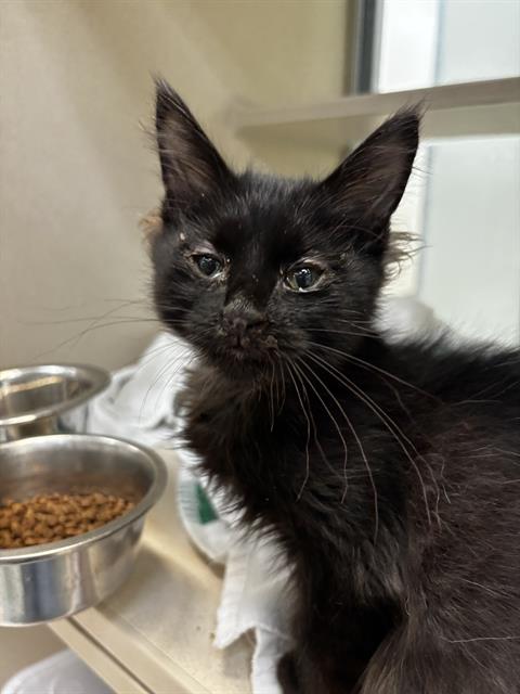 adoptable Cat in Pueblo, CO named LEO