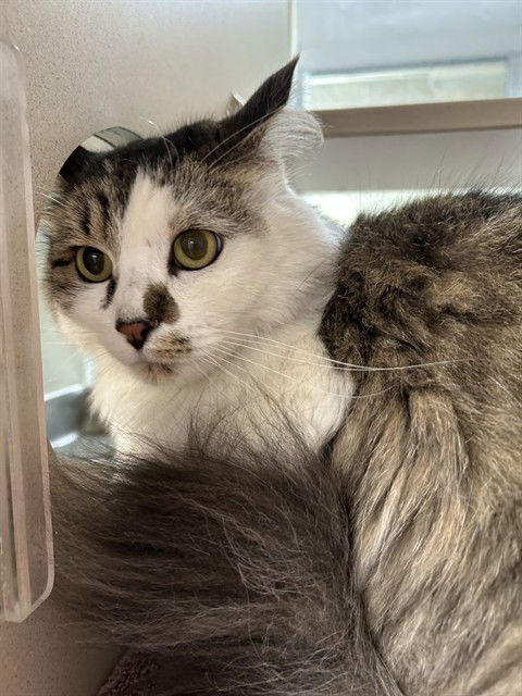 adoptable Cat in Pueblo, CO named IRIS