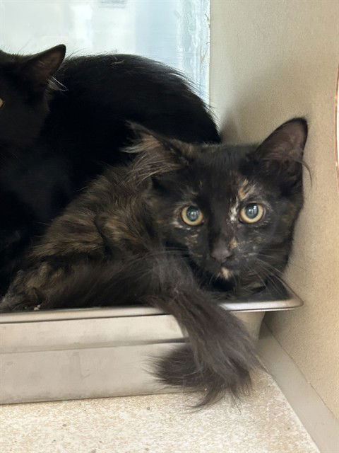 adoptable Cat in Pueblo, CO named WILLOW