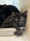 adoptable Cat in  named WILLOW