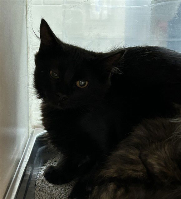 adoptable Cat in Pueblo, CO named LYDIA