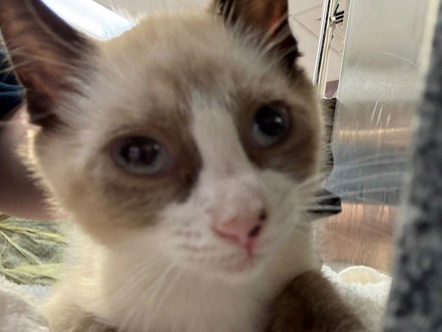 adoptable Cat in Pueblo, CO named LOTTIE