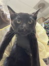 adoptable Cat in pueblo, CO named WATER SKIING