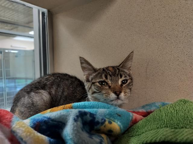 adoptable Cat in Pueblo, CO named PONTOON