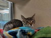 adoptable Cat in pueblo, CO named PONTOON
