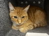 adoptable Cat in Pueblo, CO named ESSEX