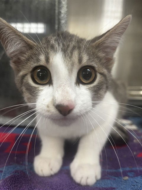 adoptable Cat in Pueblo, CO named BERKSHIRE