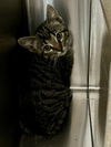 adoptable Cat in Pueblo, CO named GABBY
