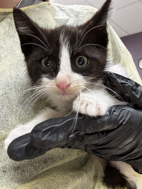 adoptable Cat in Pueblo, CO named CARLTON