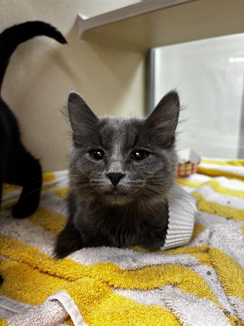 adoptable Cat in Pueblo, CO named DEXTER