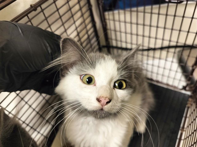 adoptable Cat in Pueblo, CO named SLOTH