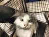 adoptable Cat in pueblo, CO named SLOTH