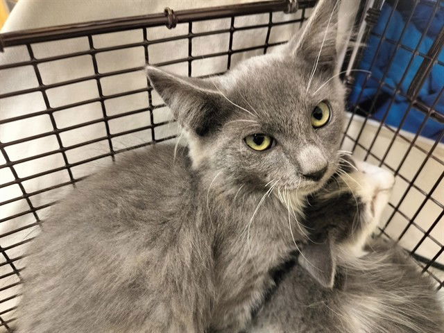 adoptable Cat in Pueblo, CO named SPIDER MONKEY