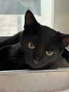adoptable Cat in pueblo, CO named MARS