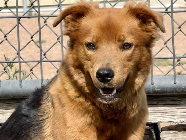 adoptable Dog in Pueblo, CO named GIZMO