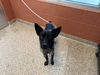 adoptable Dog in  named GROMIT